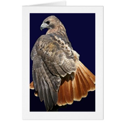 Red-tailed Hawk Card by alberthartley