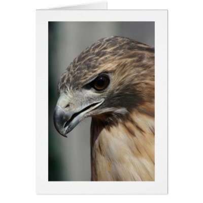 Red-tailed Hawk Card by alberthartley