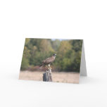 Red Tailed Hawk cards