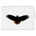 Red-tailed Hawk cards