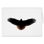 Red-tailed Hawk cards