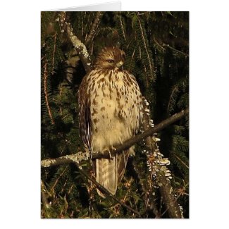 Red Tailed Hawk