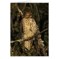 Red Tailed Hawk Cards