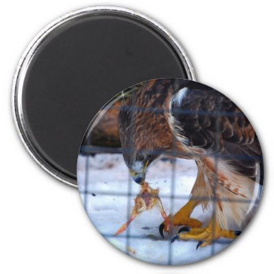  Tailed Hawk Eating on Red Tailed Hawk  Eating Refrigerator Magnet From Zazzle Com