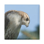 Red-Tailed Hawk Fridge Guard Magnet