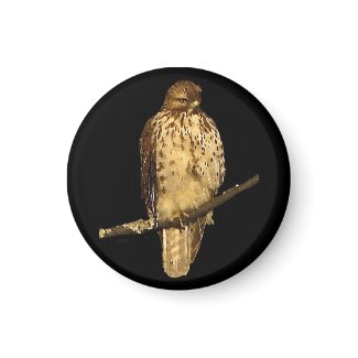 Red Tailed Hawk