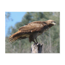 Red-tailed Hawk gaze Postcard