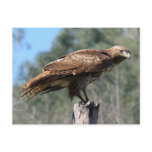 Red-tailed Hawk gaze postcards