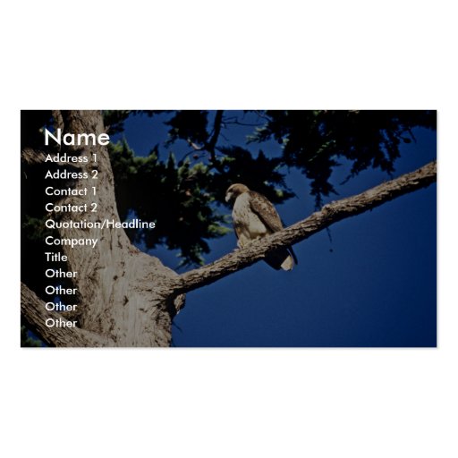 Red-tailed Hawk, immature Business Card