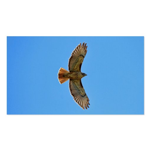 Red-Tailed Hawk in Flight Business Cards (back side)