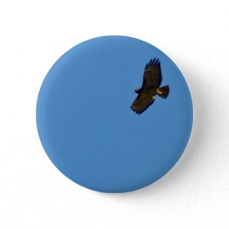 Red Tailed Hawk in Flight Buttons