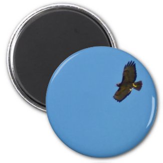 Red Tailed Hawk in Flight Fridge Magnets