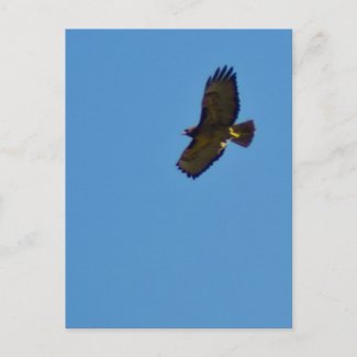 Red Tailed Hawk in Flight Post Card