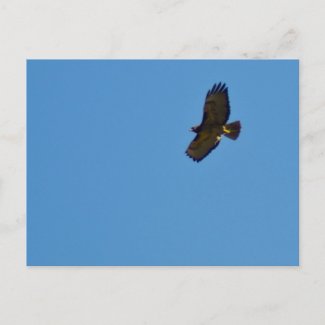 Red Tailed Hawk in Flight Postcard