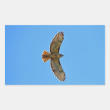 Red-Tailed Hawk in Flight Sticker