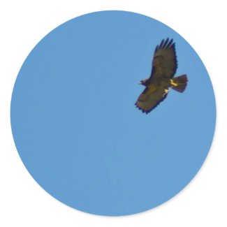 Red Tailed Hawk in Flight Stickers
