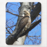 Red Tailed Hawk (Juevenile) Mouse Pad Red Tailed Hawk (Juevenile) Mouse Pad