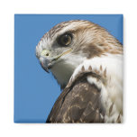 Red-Tailed Hawk Refrigerator Magnet