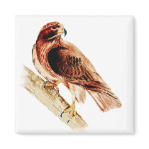 Red Tailed Hawk magnets
