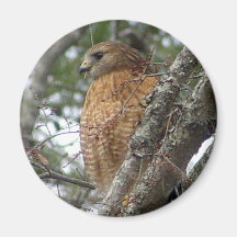 Red Tailed Hawk Magnet