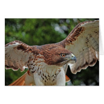 Red-tailed Hawk note card