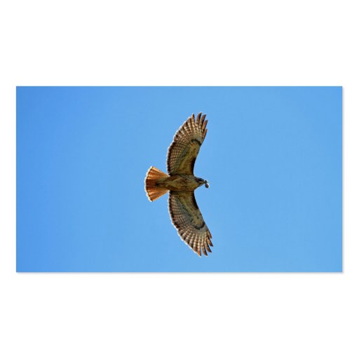 Red-Tailed Hawk Photo Business Card (back side)