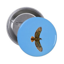 Red-Tailed Hawk Photo Buttons