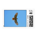 Red-Tailed Hawk Photo Postage Stamp