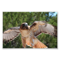 red tailed hawk photographic print