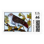 red-tailed hawk, postage stamp