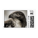 Red-tailed Hawk Postage Stamps