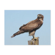 Red-tailed Hawk Postcard