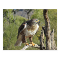 Red Tailed Hawk Postcard postcards