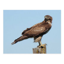 Red-tailed Hawk Postcard
