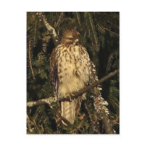 Red Tailed Hawk Postcards