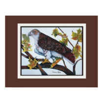 Red-Tailed Hawk posters
