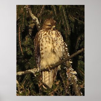 Red tailed Hawk Poster
