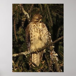 Red tailed Hawk