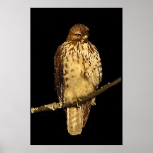 Red tailed Hawk Posters