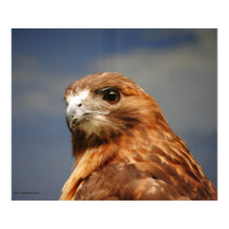 Red tailed Hawk Print