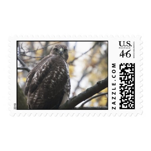Red-Tailed Hawk Stamp