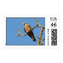 Red Tailed Hawk Stamp