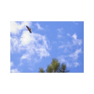 Red Tailed Hawk Wrapped Canvas wrappedcanvas