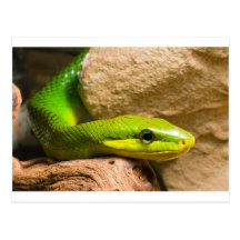 Red Tailed Racer Post Card