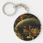 Red-tailed Wrasse Keychain