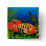 Red Terror Festae Cichlid Fish Pin