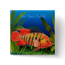 Red Terror Festae Cichlid Pin buttons by twopurringcats Red Terror Festae Cichlid Pin buttons