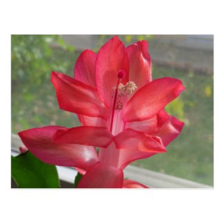 Red Thanksgiving Cactus Flower Postcards