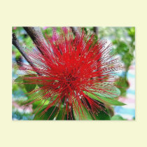 Red Thistle postcards