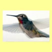 Red-Throated Hummingbird posters